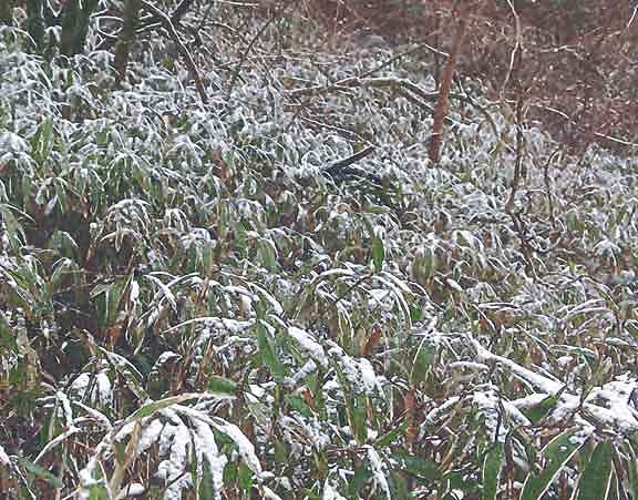 芦屋プラン株式会社 宇治市植物公園